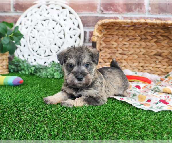 Medium Photo #14 Schnauzer (Miniature) Puppy For Sale in SYRACUSE, IN, USA