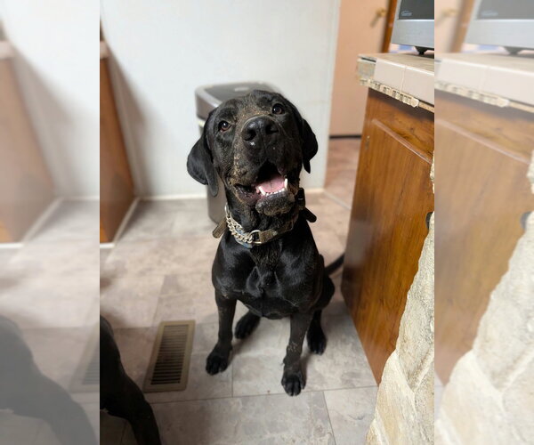 Medium Photo #1 Great Dane-Unknown Mix Puppy For Sale in Bullard, TX, USA