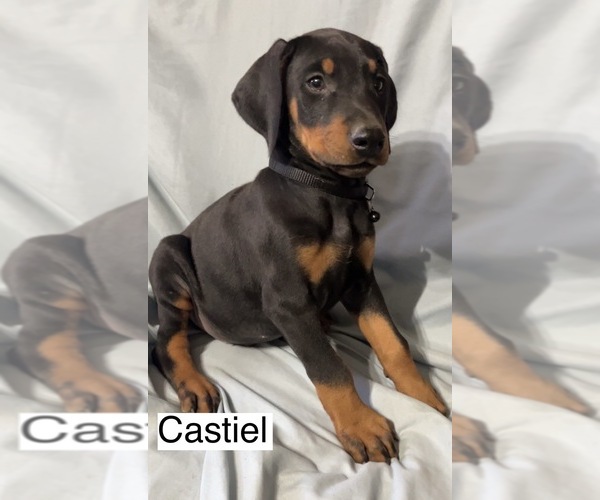 Medium Photo #4 Doberman Pinscher Puppy For Sale in POMEROY, OH, USA