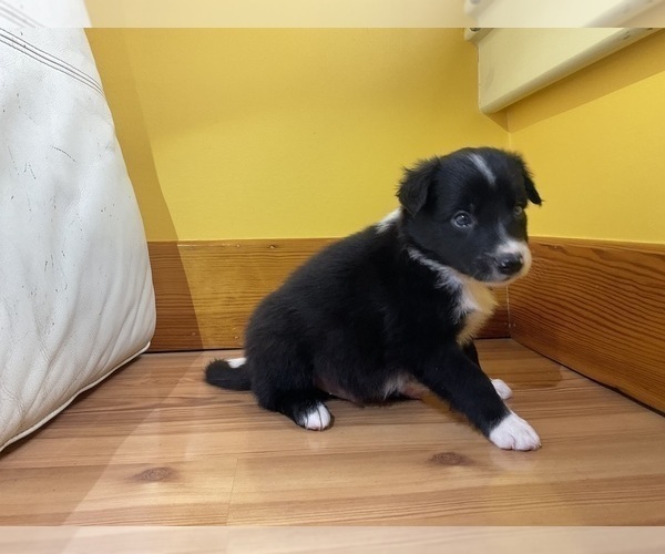 Medium Photo #5 Border Collie Puppy For Sale in KANSAS CITY, MO, USA