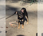Raven - Female Miniature Pinscher-Unknown Mix Dog for Adoption - Small photo