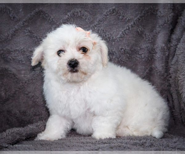Medium Photo #1 Bichon Frise Puppy For Sale in WAKARUSA, IN, USA