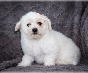 Medium Bichon Frise