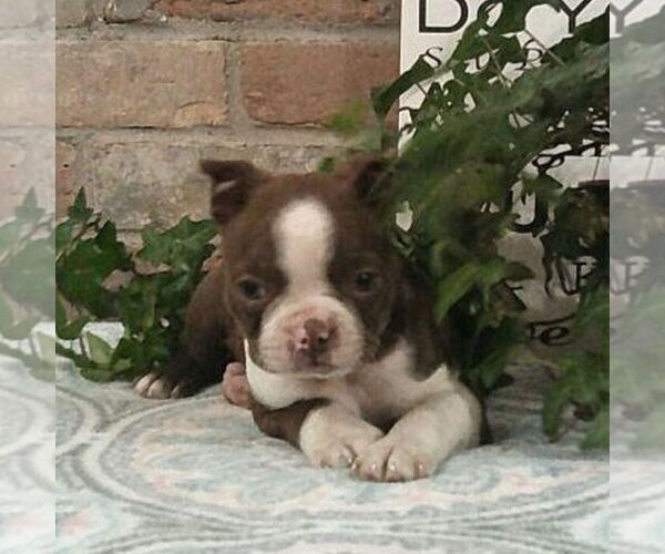 Medium Photo #3 Boston Terrier Puppy For Sale in HOT SPRINGS, SD, USA