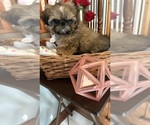 Small Photo #6 Shih Tzu Puppy For Sale in BRIDGETON, NJ, USA