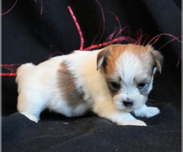 Medium Photo #3 Morkie Puppy For Sale in ROCK VALLEY, IA, USA