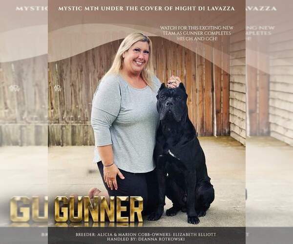 Medium Photo #1 Cane Corso Puppy For Sale in CAMBY, IN, USA