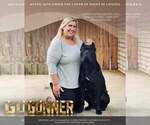 Small Photo #1 Cane Corso Puppy For Sale in CAMBY, IN, USA