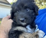 Puppy Meg Aussiedoodle