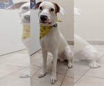 Small Photo #1 Labrador Retriever Puppy For Sale in Muskegon, MI, USA
