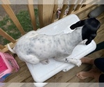 Small #5 English Setter-German Shorthaired Pointer Mix