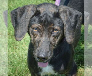 Medium Plott Hound Mix