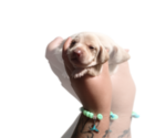 Small #1 Dachshund
