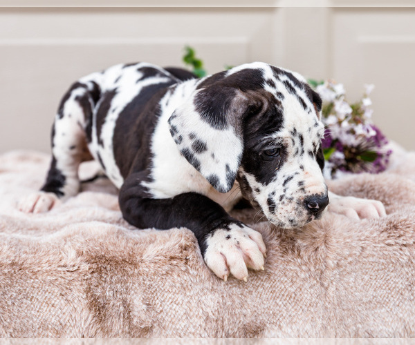 Medium Photo #7 Great Dane Puppy For Sale in WAKARUSA, IN, USA