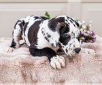 Small #6 Great Dane