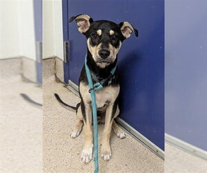 Australian Shepherd-Unknown Mix Dogs for adoption in Bakersfield, CA, USA