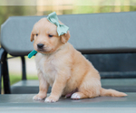 Small #1 Golden Retriever