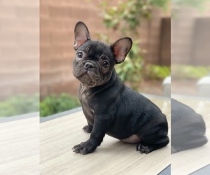French Bulldog Puppy for sale in LAS VEGAS, NV, USA