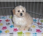 Small Photo #4 ShihPoo Puppy For Sale in ORO VALLEY, AZ, USA