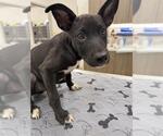 Small American Pit Bull Terrier