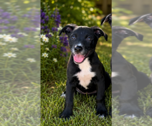 Rocky - Male Mutt Dog for Adoption - Photo #3