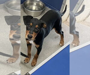 Beagle-Unknown Mix Dogs for adoption in Sterling, MA, USA