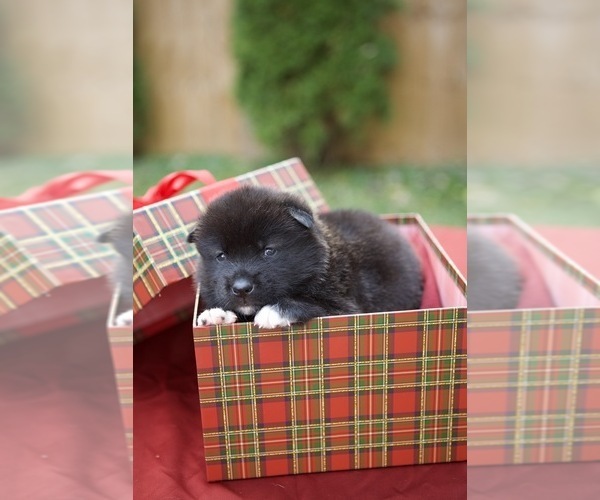 Medium Photo #13 Akita Puppy For Sale in LOUISVILLE, KY, USA