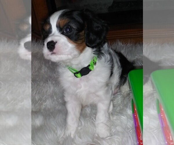 Medium Photo #11 Cavalier King Charles Spaniel Puppy For Sale in HOWLAND, OH, USA