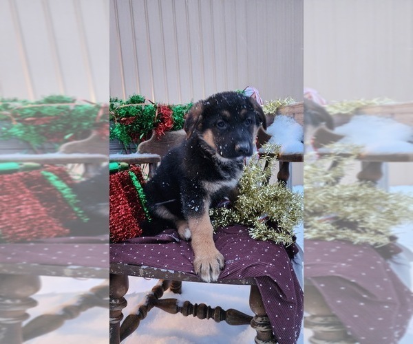 Medium Photo #1 German Shepherd Dog Puppy For Sale in GREENWOOD, WI, USA