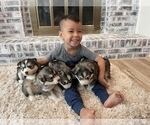 Small Photo #44 Siberian Husky Puppy For Sale in KANSAS CITY, MO, USA