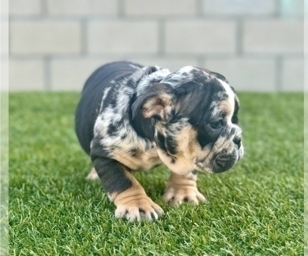 Medium Photo #4 English Bulldog Puppy For Sale in CHICAGO, IL, USA
