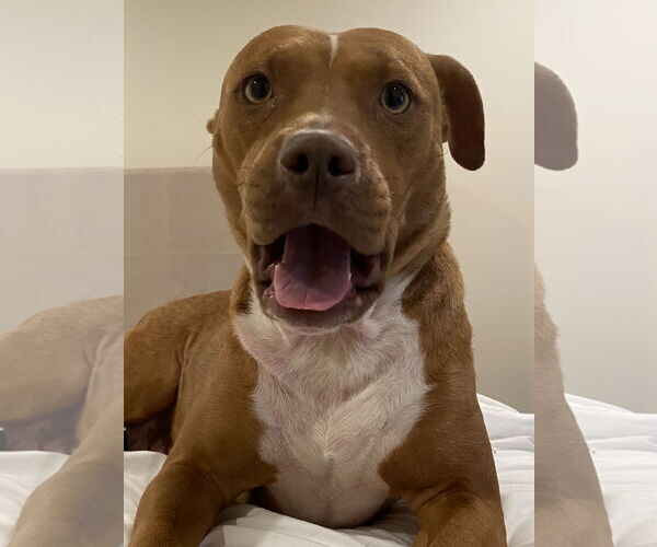 Medium Photo #6 Mutt Puppy For Sale in Holly Springs, NC, USA