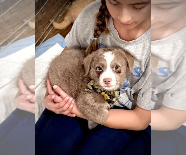 Medium Photo #6 Maltipoo (Miniature) Puppy For Sale in Pacifica, CA, USA