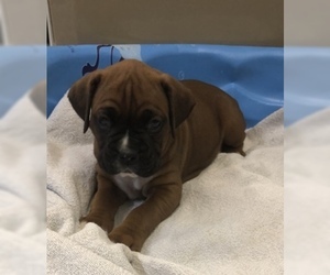 Boxer Puppy for sale in LEWISTOWN, PA, USA