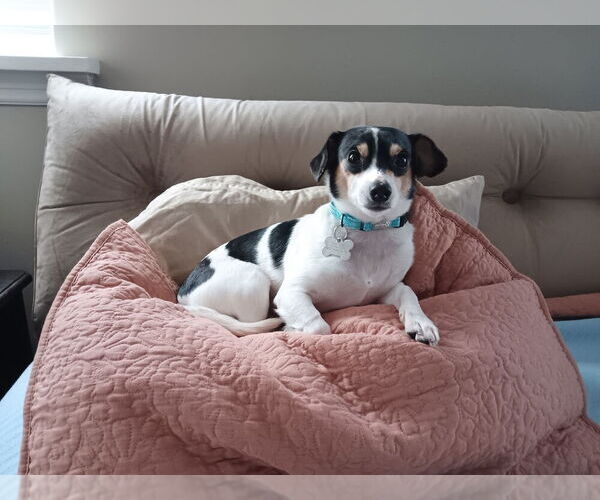 Medium Photo #3 Rat-Cha Puppy For Sale in Boston, MA, USA