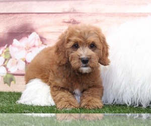 Goldendoodle Puppy for sale in MARIETTA, GA, USA