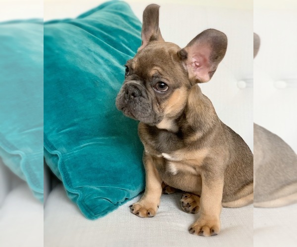 Medium Photo #1 French Bulldog Puppy For Sale in DENVER, NC, USA