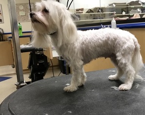 Father of the Maltese puppies born on 12/19/2017