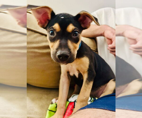 Medium Photo #2 American Staffordshire Terrier-German Shepherd Dog Mix Puppy For Sale in Raleigh, NC, USA