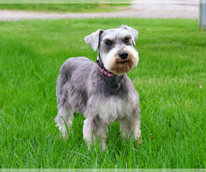 Schnauzer (Miniature) Puppy for sale in SYRACUSE, IN, USA
