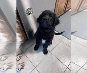 Golden Newfie Puppy for sale in WELLMAN, IA, USA