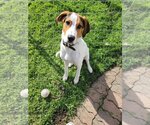 Small Photo #6 Coonhound-Treeing Walker Coonhound Mix Puppy For Sale in Dublin, OH, USA