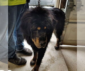 Tibetan Mastiff Dogs for adoption in Foristell, MO, USA