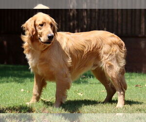 Golden Retriever Dogs for adoption in Glendale , AZ, USA