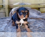 Small Photo #5 Cavalier King Charles Spaniel Puppy For Sale in BARNESVILLE, KS, USA