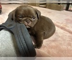 Small #3 Pug