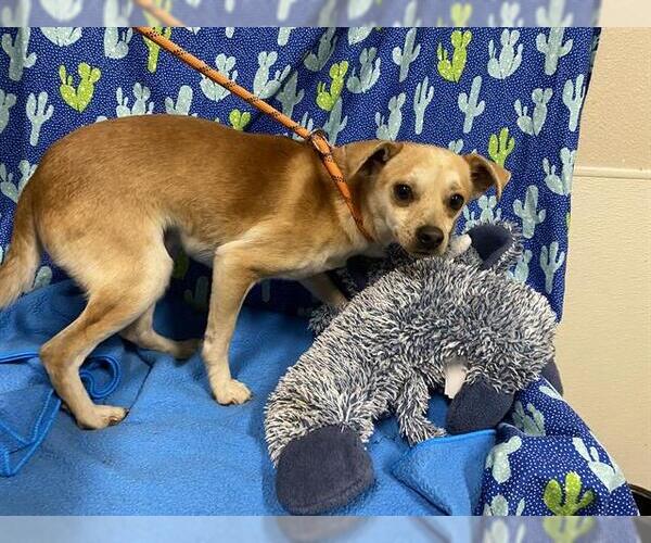 Medium Photo #1 Chihuahua-Unknown Mix Puppy For Sale in Modesto, CA, USA