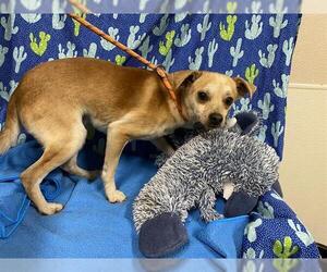 Chihuahua-Unknown Mix Dogs for adoption in Modesto, CA, USA