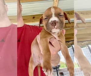 Medium American Pit Bull Terrier