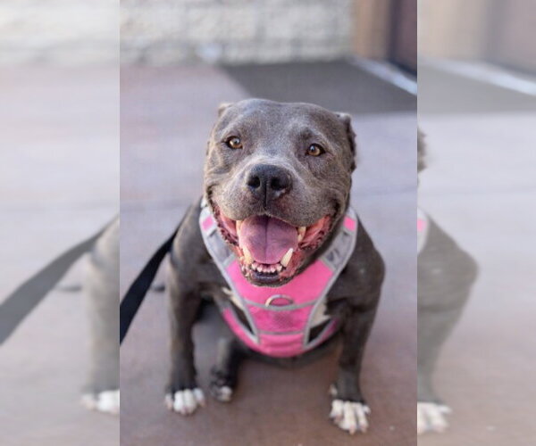 Medium Photo #23 American Staffordshire Terrier-Unknown Mix Puppy For Sale in Lake Forest, CA, USA